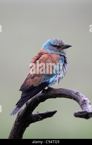 Blauracke Coracias Garrulus in Regen Stockfoto