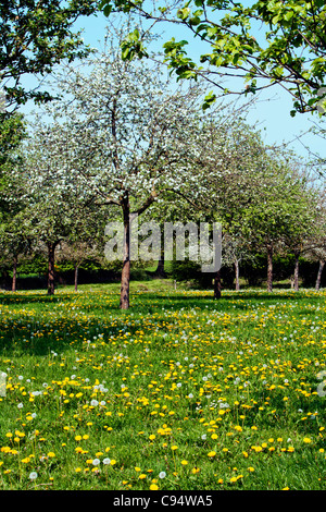 Frühling in der französischen Landschaft, Basse-Normandie, Frankreich Stockfoto