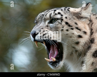 Weibliche Schneeleopard Stockfoto