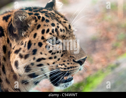 Männliche Amur-Leopard (Profil) Stockfoto