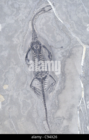 Fossil von einem kleinen Reptil Keichousaurus Hui der Trias aus Guozhou Provinz, China. Stockfoto