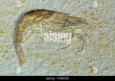 Eine fossile Garnele Antrimpos SP. Jurassic alt aus Solnhofener Kalkstein, Deutschland. Stockfoto
