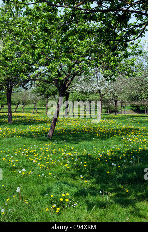 Frühling in der französischen Landschaft, Basse-Normandie Orne Mayenne, Frankreich, Europa Stockfoto