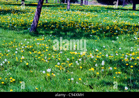 Frühling in der französischen Landschaft, Basse-Normandie Orne Mayenne, Frankreich, Europeope Stockfoto