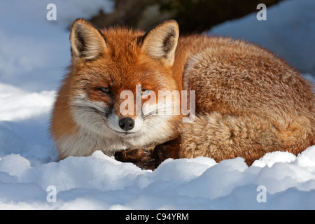 Red Fox (Vulpes vulpes) Stockfoto