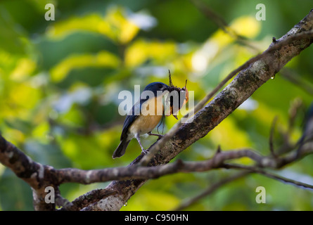 Die Tickell blauer Fliegenschnäpper (Cyornis Tickelliae), Sri Lanka gesehen Trägermaterial ein Nest zu bauen. Stockfoto