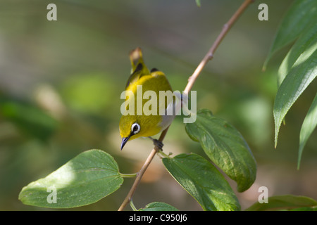 Sri Lanka White-eye (Zosterops Ceylonensis) Stockfoto