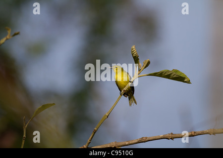 Gemeinsamen Iora weiblich (Aegithina Tiphia multicolor) in Sri Lanka Stockfoto