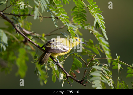 Gemeinsamen Iora weiblich (Aegithina Tiphia multicolor) in Sri Lanka Stockfoto