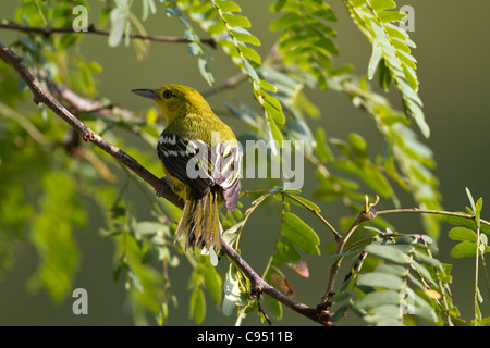 Gemeinsamen Iora weiblich (Aegithina Tiphia multicolor) in Sri Lanka Stockfoto