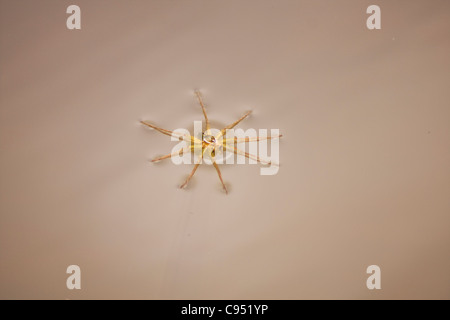 Ein Beispiel für ein Weibchen entdeckt sechs Angeln Spinne (Dolomedes Triton) mit der Oberflächenspannung des Wassers auf Süßwasser zu schweben Stockfoto