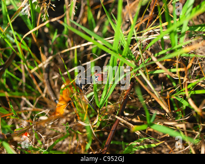 Marienkäfer Stockfoto