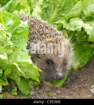 Igel (Erinaceus Europaeus) spiney beschichtete Säugetier gefunden weniger häufig im Vereinigten Königreich - Feeds maily auf Schnecken, Würmer und Käfer. Stockfoto