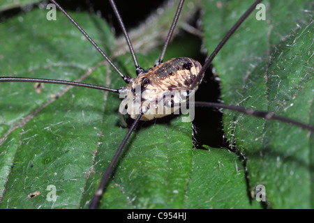 Harvestman (Leiobunum Rotundum) weiblich, mit fehlenden Bein, UK. Stockfoto