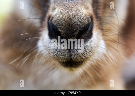 Skippy-das Busch-Känguru Stockfoto, Bild: 92908251 - Alamy