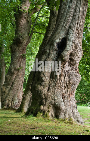 Dartington Hall, Totnes, Devon, Großbritannien. Eine Reihe von alten Kastanienbäumen steht über dem versunkenen Garten bekannt als der Tilyard Stockfoto