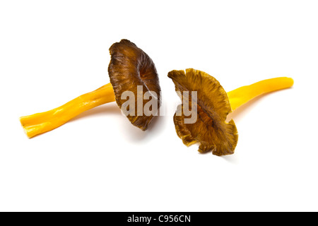 Frische Pfifferlinge Pilze isolierten auf weißen Hintergrund Stockfoto