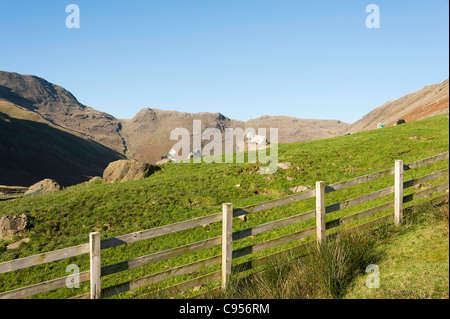 Herdwick Schafe durchstreifen in Langdale Valley Lake District National Park Cumbria England Vereinigtes Königreich Großbritannien Stockfoto