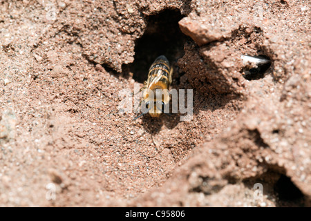 Mining Bee; Colletes Hederae; Cornwall; UK Stockfoto