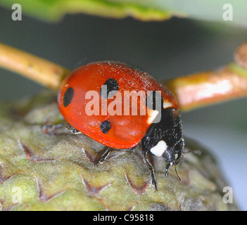 Sieben-Punkt-Marienkäfer (Coccinella 7-Trommler) sind kleine, Runde Käfer mit 3,5 Punkten auf jeder ihrer beiden Flügeldecken (Flügel Fälle). Der Thorax ist schwarz mit zwei weißen Flecken an der Seite, und der Kopf ist klein und schwarz. Die Larven müssen klumpig grau-blaue Haut mit gelben Flecken an den Seiten der th Stockfoto