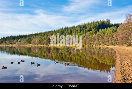 Loch Morlich in der Cairngorms Region Schottlands an einem ruhigen und sonnigen Herbsttag Stockfoto