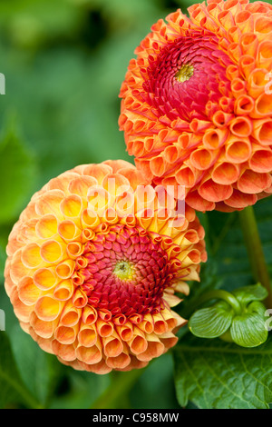 Miniatur-Ball-Dahlie. Zwei orange, gelbe und rote Dahlie blüht in den Gärten. Stockfoto