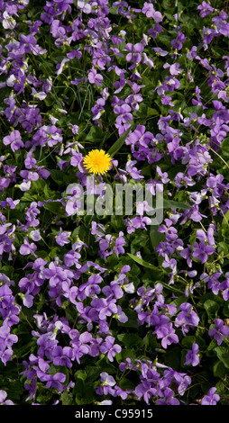 Frühling Nahaufnahme der wilde Lavendel Lila violett Blumen und ein gelber Löwenzahn Blume, Löwenzahn in New Jersey, USA, Pt Stockfoto