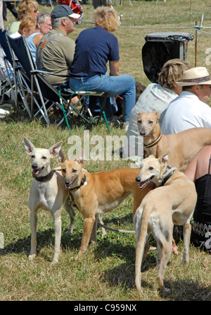 Ein Land Hundeausstellung nur zur redaktionellen Verwendung. Bei Bällen Kreuz in Sussex statt. Stockfoto