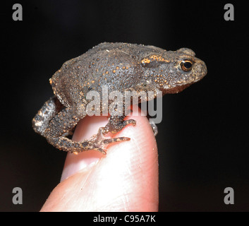 Kröte, Toadlet (Bufo Bufo) diese kleine Kröte hat eine Körperlänge von weniger als 1cm. Sie sind oft im Spätsommer anzusehen, wenn Sie scharfe Augen in den Garten und langen Rasen haben Stockfoto