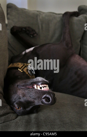 Ein Hund auf seinem zurück, lächelt. Stockfoto