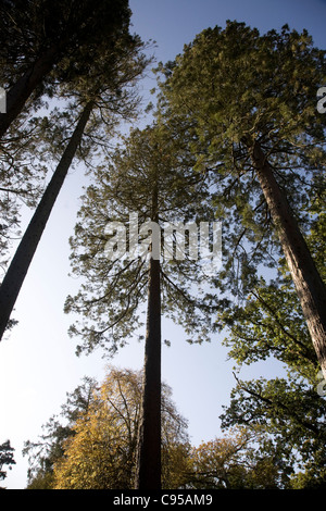 Sequoiadendron Giganteum Wellingtonia Bäume Stockfoto
