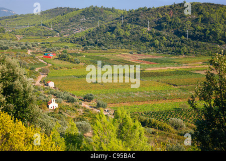 Weinberg in Smokvica, Insel Korcula. Stockfoto