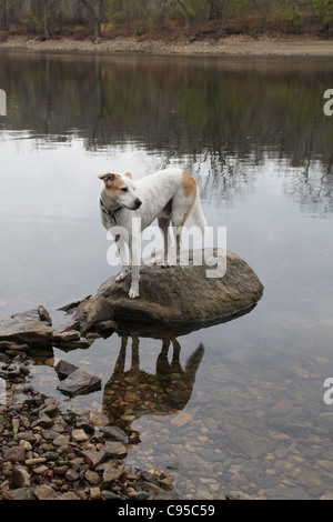 Ein Hund steht auf einem Felsen in einem Fluss Stockfoto