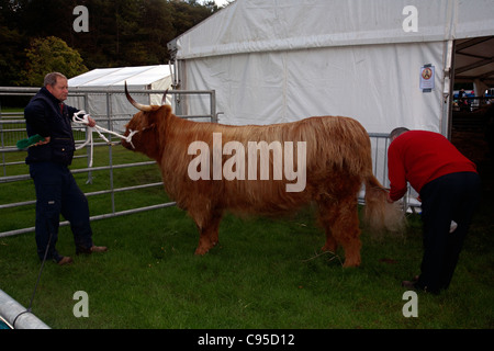 Highland Kuh auf der Glasgow Hochlandrinder in Pollock Parken glasgow Stockfoto