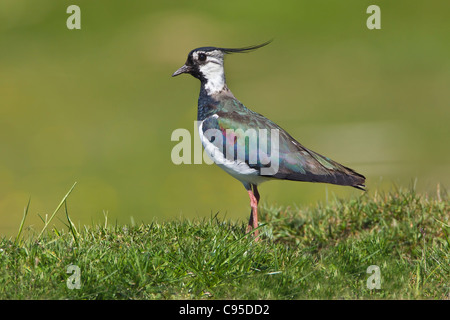 Kiebitz stehen auf einer Wiese. Stockfoto