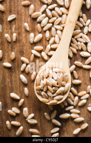 Löffel mit Vollkorn Bio harten roten Winterweizen Stockfoto