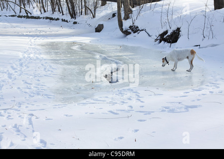 Ein Hund zu Fuß auf einem gefrorenen Bach. Stockfoto