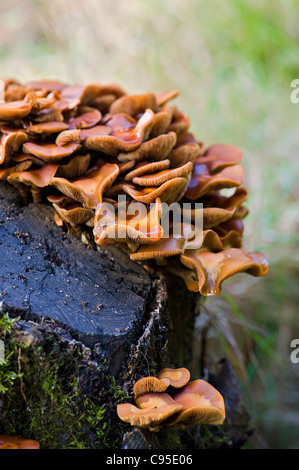 Orange Klumpen von Klammer - förmigen Pilz - Polypore Pilze wachsen auf einem verfallenden moosigen Baumstumpf. Stockfoto