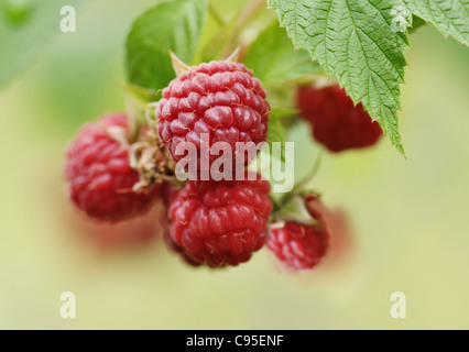 Frische reife Himbeeren Beeren auf grünem Hintergrund Stockfoto