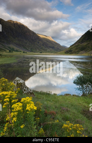 Stechginster blüht am Loch Achtriochtan in Glen Coe Stockfoto
