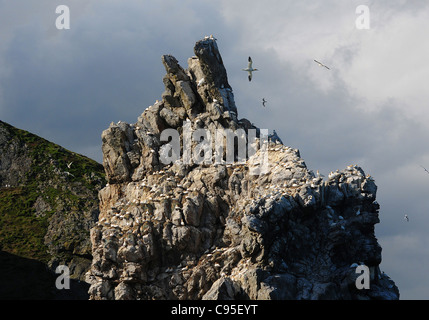 TAUSENDE VON SEEVÖGELN NEST AUF IRLANDS AUGE IN HOWTH AN DER OSTKÜSTE IRLANDS, IN DER NÄHE VON DUBLIN. Stockfoto