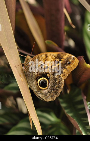 gemeinsamen blauen Morpho Schmetterling auf einem Blatt, Morpho peleides Stockfoto
