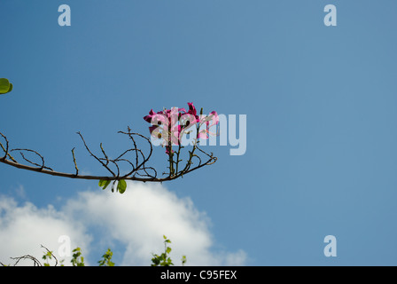 Orchidee Baum Blüte (Bauhinia Variegata) Stockfoto