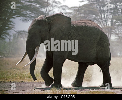 Silhouette der große Elefant Staub auf den Dusty Ebenen von der Ngorongoro-Krater-Tansania Stockfoto