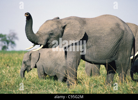 Elefant mit erhöhten Kofferraum riecht die Luft Masai Mara National Reserve in Kenia Stockfoto