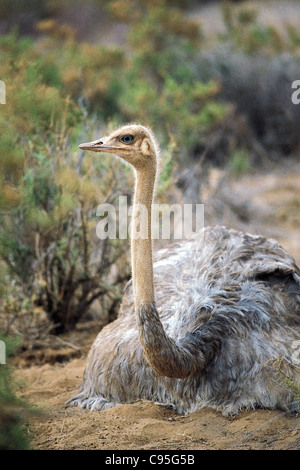 Weibliche Somali Strauß sitzen auf Nest Samburu National Reserve Kenia Stockfoto