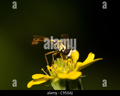 Gemeinsamen Howerfly, Syrphus Ribesii, Essen und Pollen in eine gelbe Blume. Stockfoto