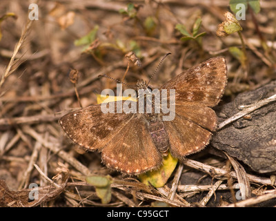 Schmuddeligen Skipper, Erynnis Tages, Weiblich auf Boden mit schönen Fokus Hintergrund. Rückgang der UK Stockfoto