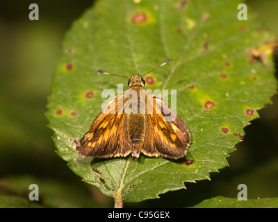 Großen Skipper, Ochlodes Venatus, ruht in einem Blatt. Stockfoto