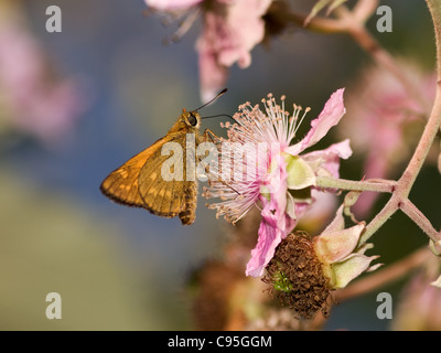 Großen Skipper, Ochlodes Venatus, Essen in eine Blume mit schönen Out-of-Fokus-Hintergrund Stockfoto